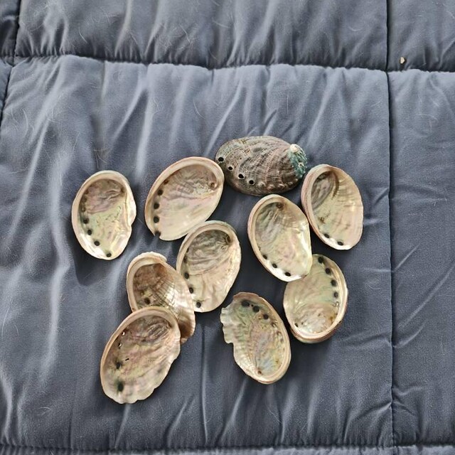 卸売（2-3インチ）35 - 150個のアワビの貝殻。貝殻工芸品沿岸ビーチ