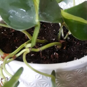 llbomgo added a photo of their purchase