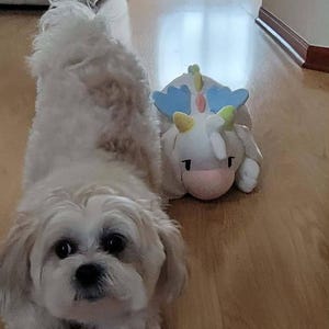 viet ha aggiunto una foto del proprio acquisto