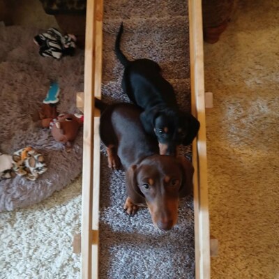 Strong 36 Ramp With or W/O Traction Bumps, FREE SHIP Dog Cat Pet, Dog ...