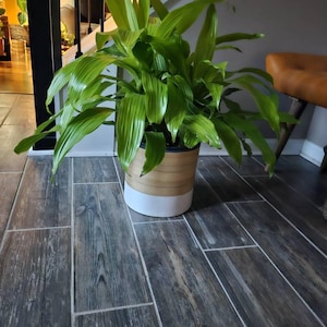 Plantaholic added a photo of their purchase