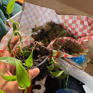 Andrew ha añadido una foto de su compra