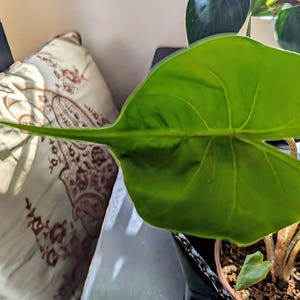 Julie added a photo of their purchase