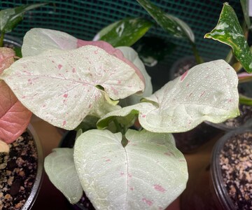 Syngonium Milk Confetti Pot 4”. Creamy white variegation on leaves - Indoor Plants -  Houseplant - Tropical Foliage