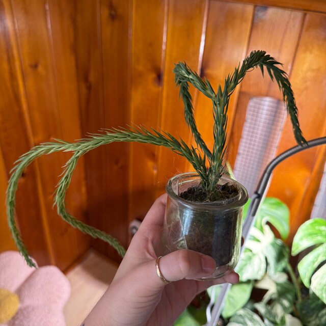 Huperzia Carinata - Rare Tropical Clubmoss- Live Houseplant US