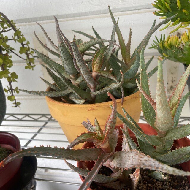 Oleandro, La Pianta Preferita Dell'estate: Mai Più Senza In Giardino - Foto 8