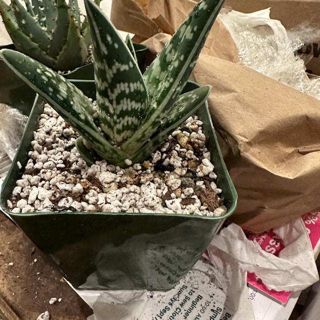 Tiger Aloe, Aloe Variegata, Rare Succulent, Live Plant in 4'' Pot - Etsy