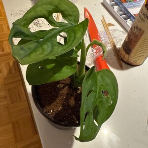 Debra added a photo of their purchase