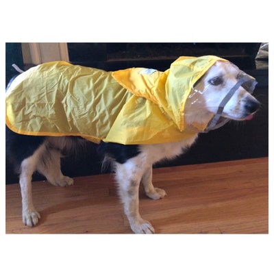 Rain Poncho, Waterproof With See-through Visor. Yellow or Blue for Very ...