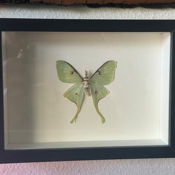 Framed Craft Grade Green Actias Luna Moth Home Decor North America - Etsy