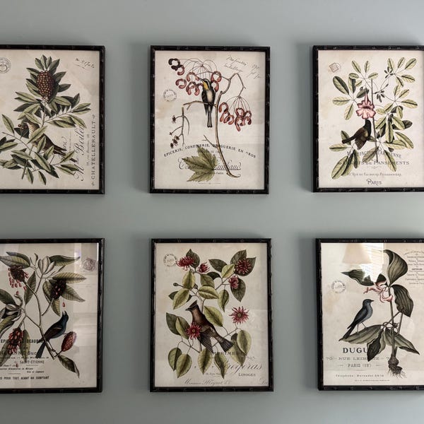 Vintage Bird and Botanical Print Set No.2, Giclee, Antique Botanical ...