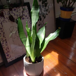Alice added a photo of their purchase