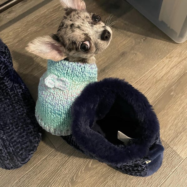 Teacup Harness | Funky Fish main image 0