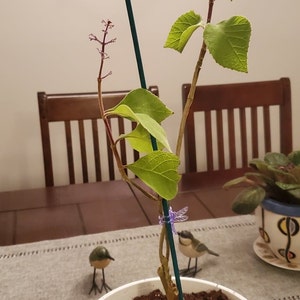 Barbi ha añadido una foto de su compra