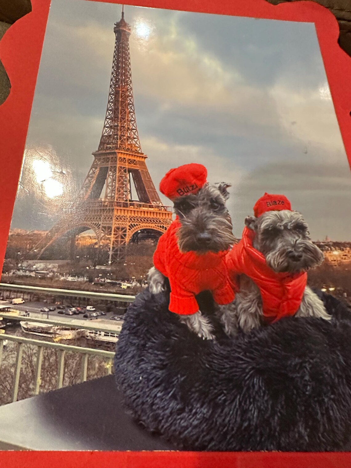 Customer photo of a pet with the Mini Beret for Small Pets