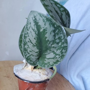 Jabba added a photo of their purchase