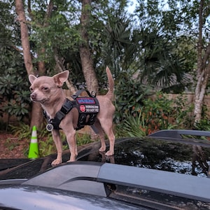 Kiloniner M4 Tactical MOLLE Dog & Cat Harness | Hiking and