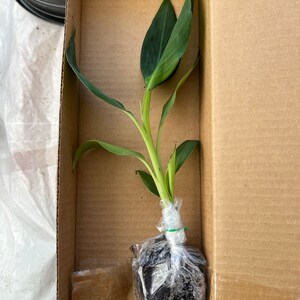 Blue Java Banana Tree Ice Cream Banana Plant Starter Fruit - Etsy