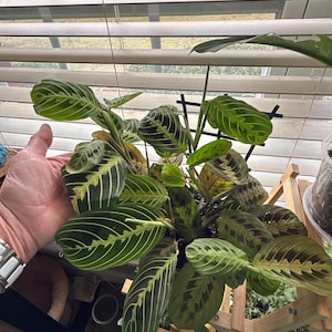 Cherry Lime Prayer Plant - Maranta Leuconeura - 6 Pot Live Plant - Etsy
