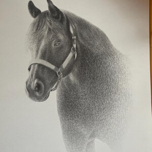馬のスケッチ - カスタムの馬の鉛筆画 - デジタルではありません