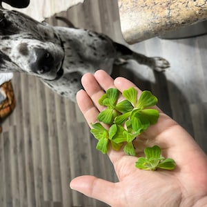 Toshia heeft een foto van zijn/haar aankoop toegevoegd