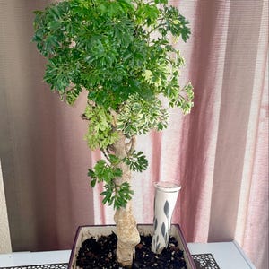 Dulce hat ein Foto des gekauften Artikels hinzugefügt