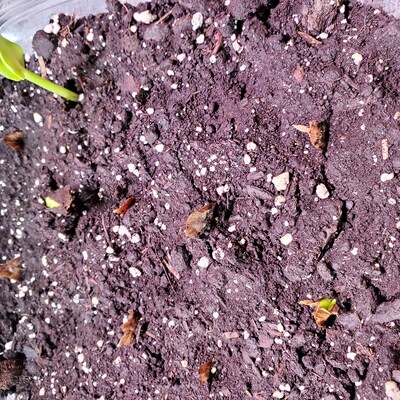 Flower of Hawaii 15 Seeds - Etsy