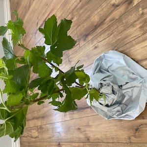Nigora added a photo of their purchase