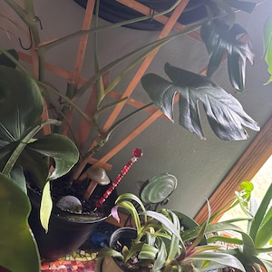 Sandra added a photo of their purchase