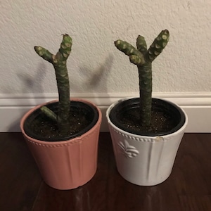 betty added a photo of their purchase
