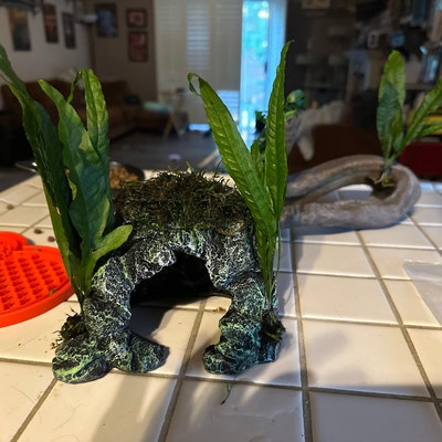Anubias Barteri (Nana Petite) Live Aquarium Plant - Buy 2 Get 1 Free! 10 thumbnail image