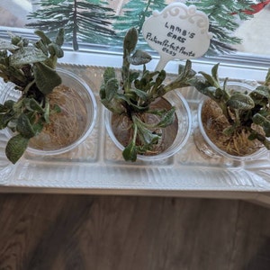 ELIZABETH ha añadido una foto de su compra