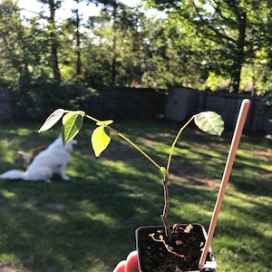 Patrick ha añadido una foto de su compra