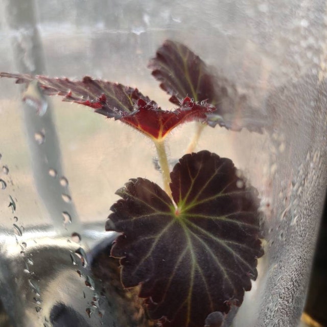 Non Stop Mocca Cherry Begonia Seeds, Black Foliage Begonia