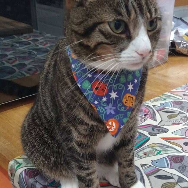 Cute Cat Wearing Blue Halloween Bandana