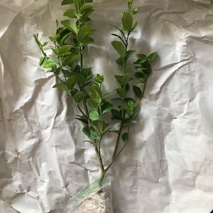 Allison さんが購入した商品の写真を追加しました