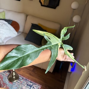 Lesley heeft een foto van de aankoop toegevoegd