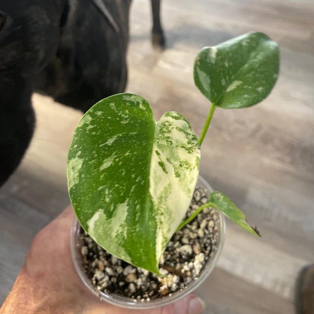 Monstera Legacy Starter Plant (ALL STARTER PLANTS Require You to