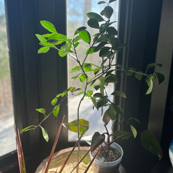 Meyer Lemon Trees - Citrus Trees - Stark Bro's