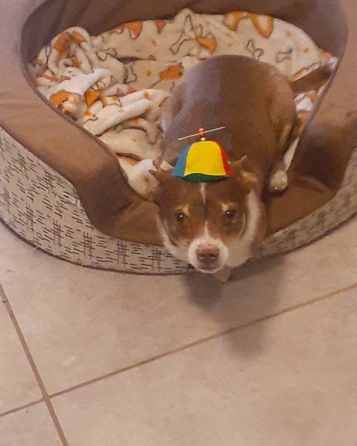 Customer photo of a pet with the Beanie Hat / Propeller Helicopter hat for Cat