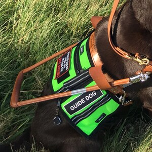 bridgeport guide dog harness