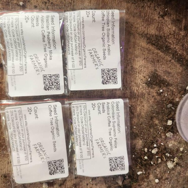 Red Rice Organic Seeds, 100+ Count Red Rice Seed, Rice Plant Seeds for ...