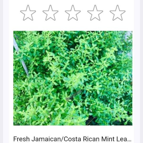 Fresh Jamaican/costa Rican Mint Leaves and Stems Fresh Cuttings (NOT A ...