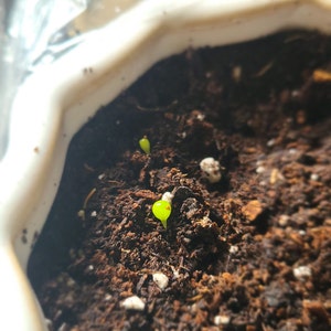 Rare succulent Conophytum Calculus 10 seeds | Etsy