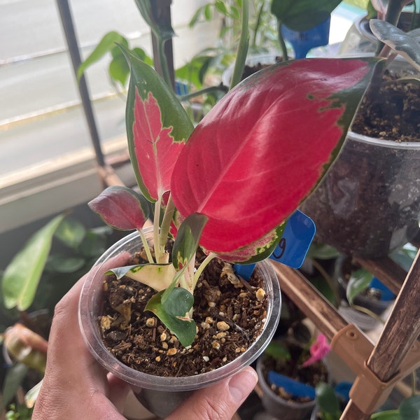 Aglaonema Red King : Indoor Plants - Easy Care Houseplant - Starter ...
