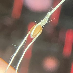 Tom hat ein Foto des gekauften Artikels hinzugefügt