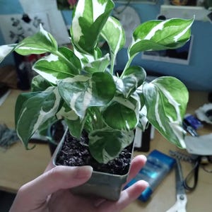 Mothpocket ha añadido una foto de su compra