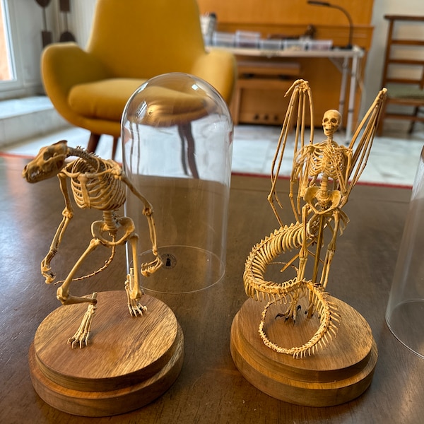 Werewolf Skeleton, Curiosity Cabinet - Etsy