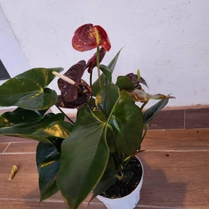 Paola ha añadido una foto de su compra