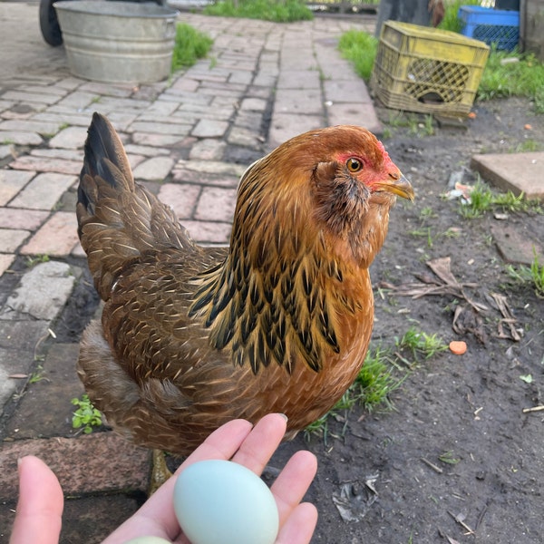 View of Ultimate Parasite Bundle - Everything for a Healthy Coop! for Chickens ...